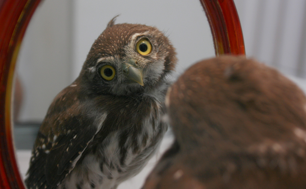 Mirror Mirror on the wall who is the prettiest owl of them all